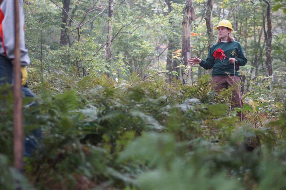 North Carolina forests