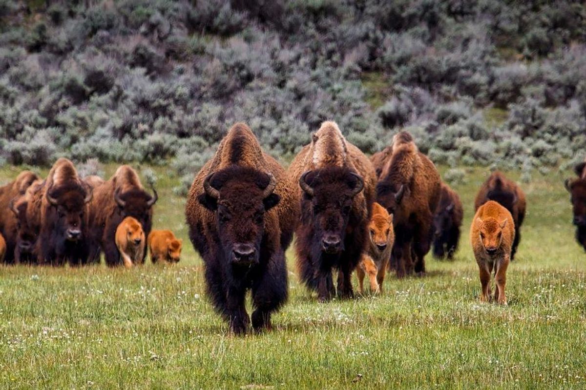 Denver donates bison to Cheyenne and Arapaho nations, citing conservation and reparation