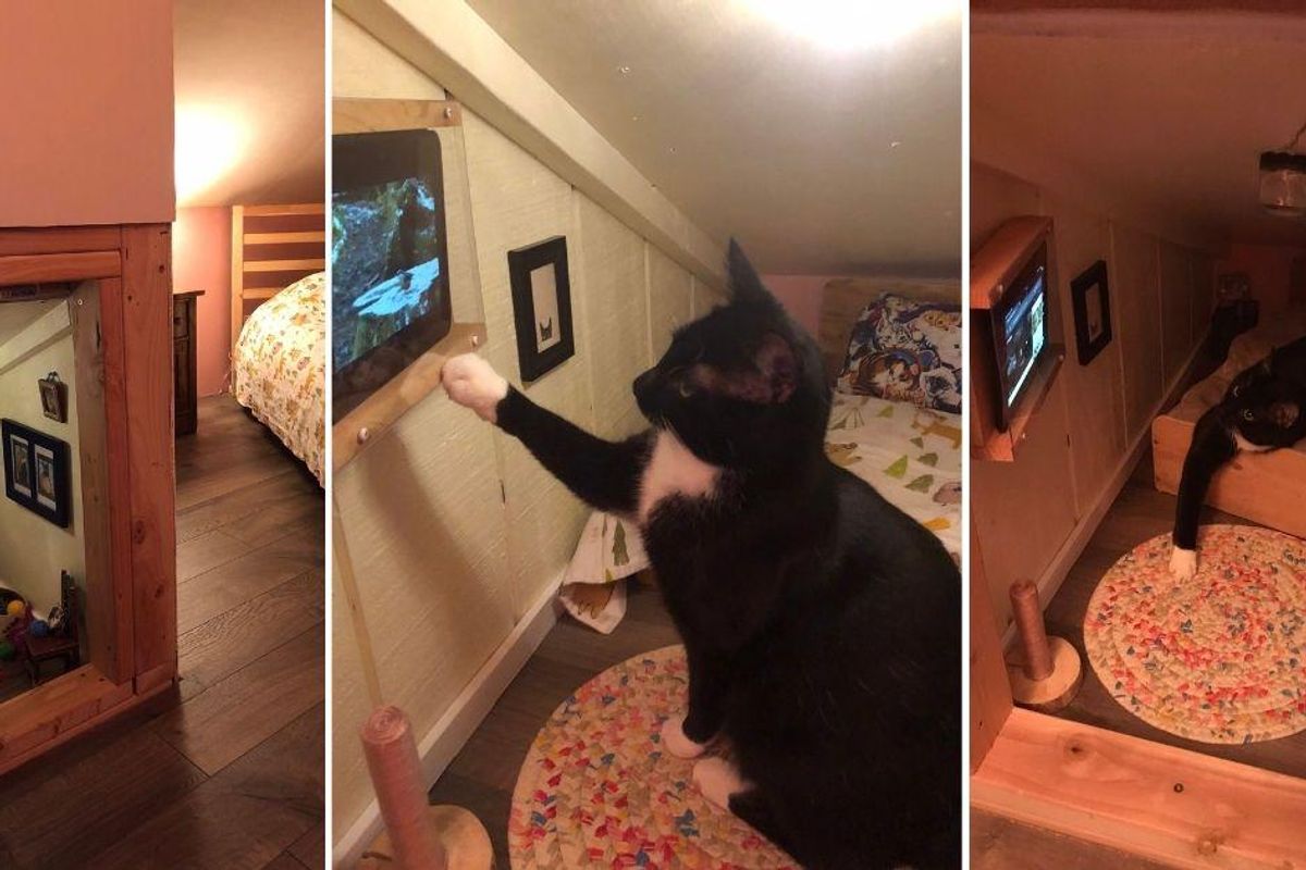 Real-Life Cats Are Loving Watching Their Owners Play Stray