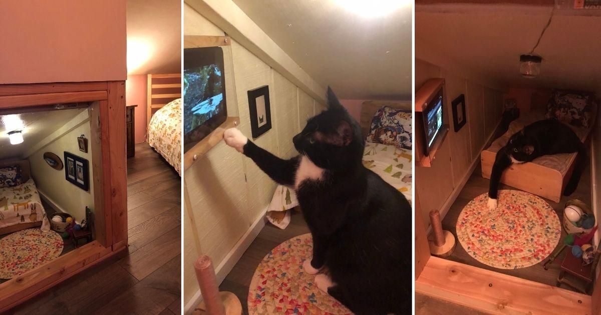 Couple builds mini-bedroom for their cat, complete with a TV for watching birds on YouTube