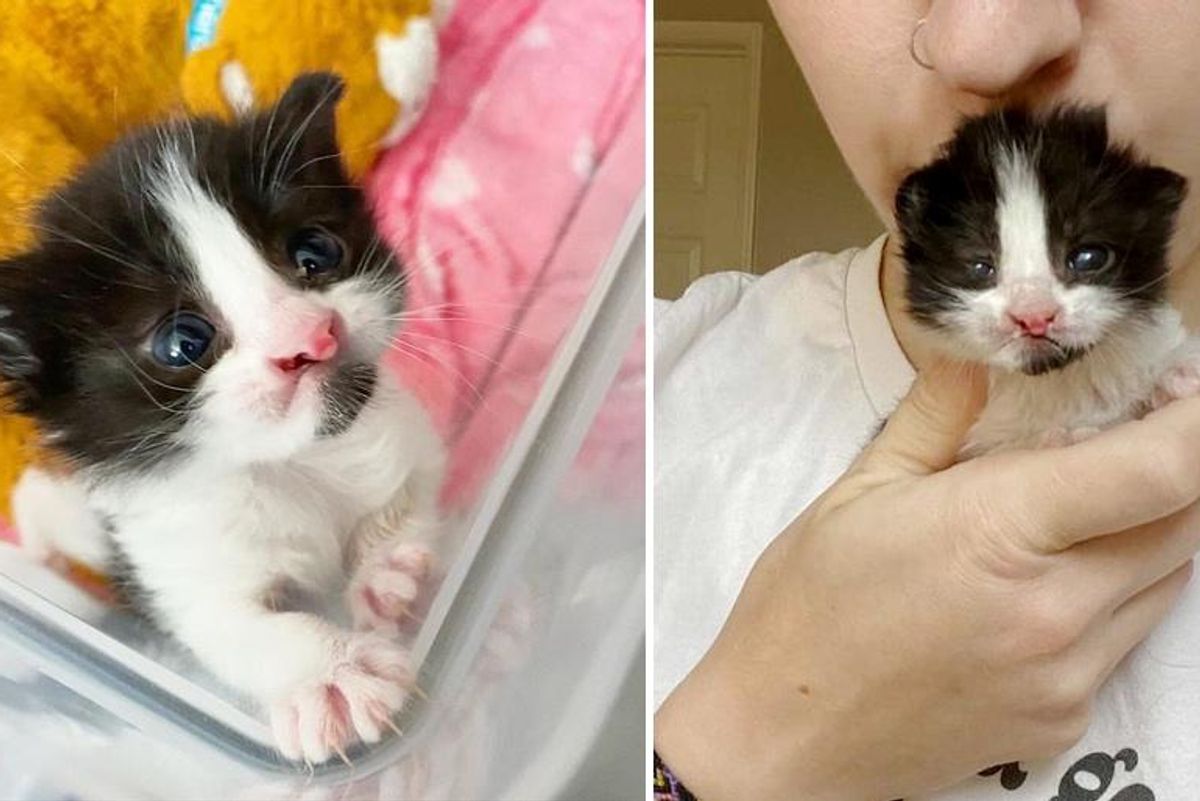 Kitten Found in Car Engine Has the Most Precious Face and is So Happy to Be Cared for