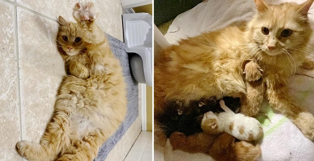 Cat Shows Up Outside Family's Home to Have Her Kittens and Adopts 2