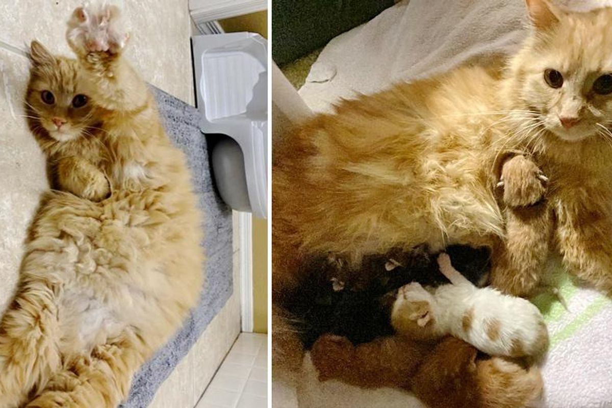 Cat Shows Up Outside Family's Home to Have Her Kittens and Adopts 2 More that Needed Her