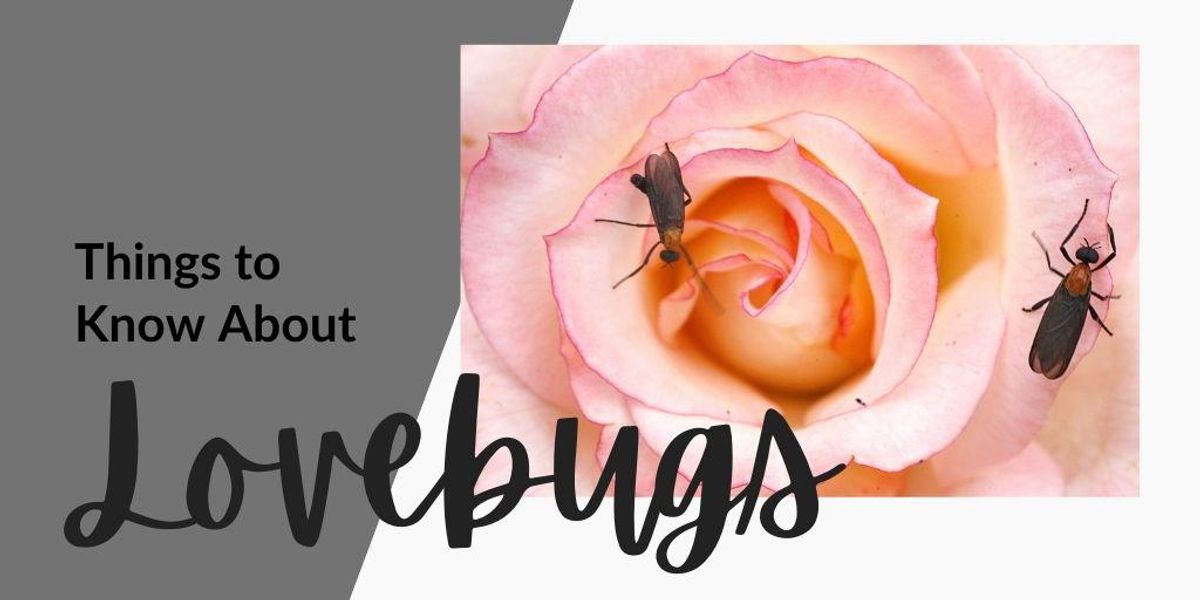 15 things to know about lovebugs, even if you hate them It's a