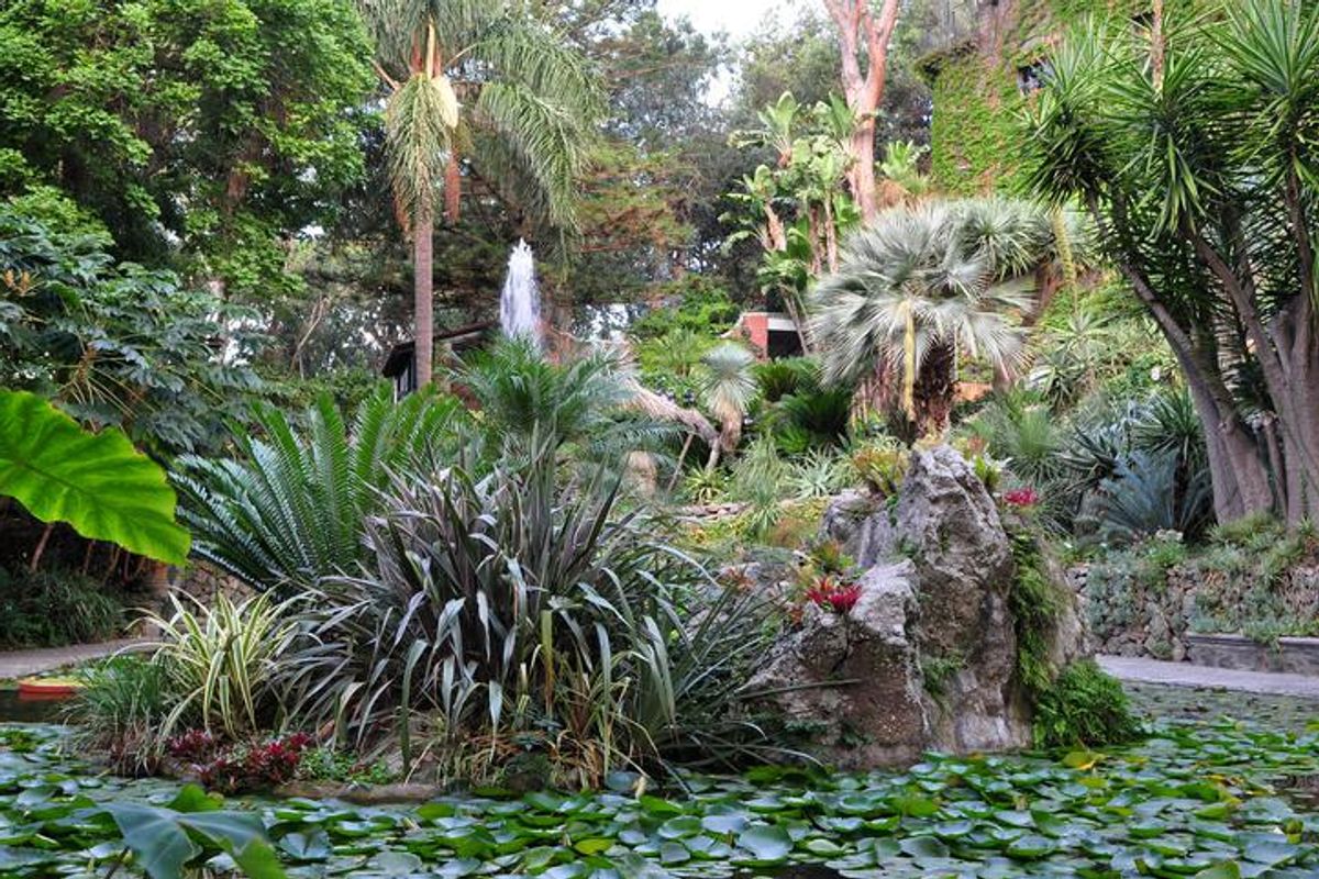 Sull’isola di Ischia c’è un tesoro botanico