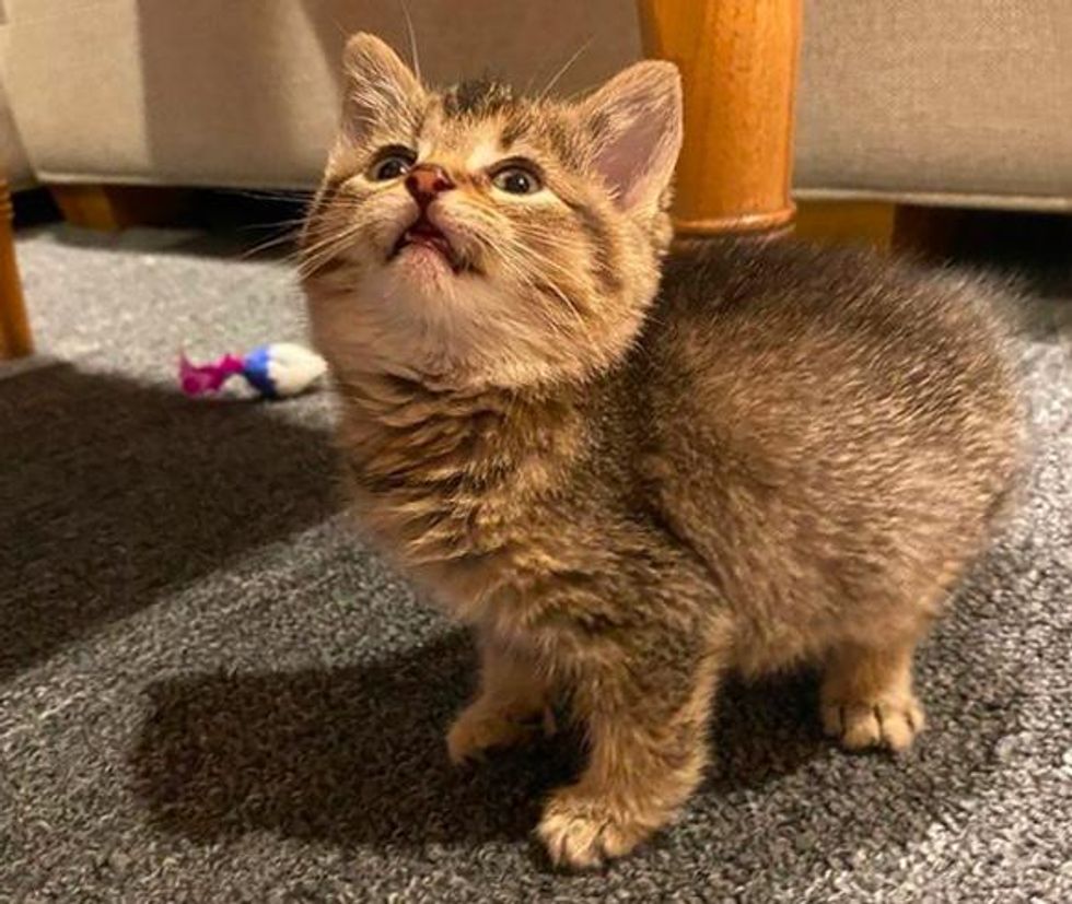 Kitten That Hops Like A Bunny, Turns Into The Happiest Cat With 