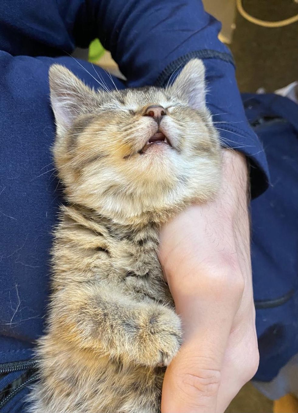 Kitten that Hops Like a Bunny, Turns into the Happiest Cat with Endearing Personality Love Meow