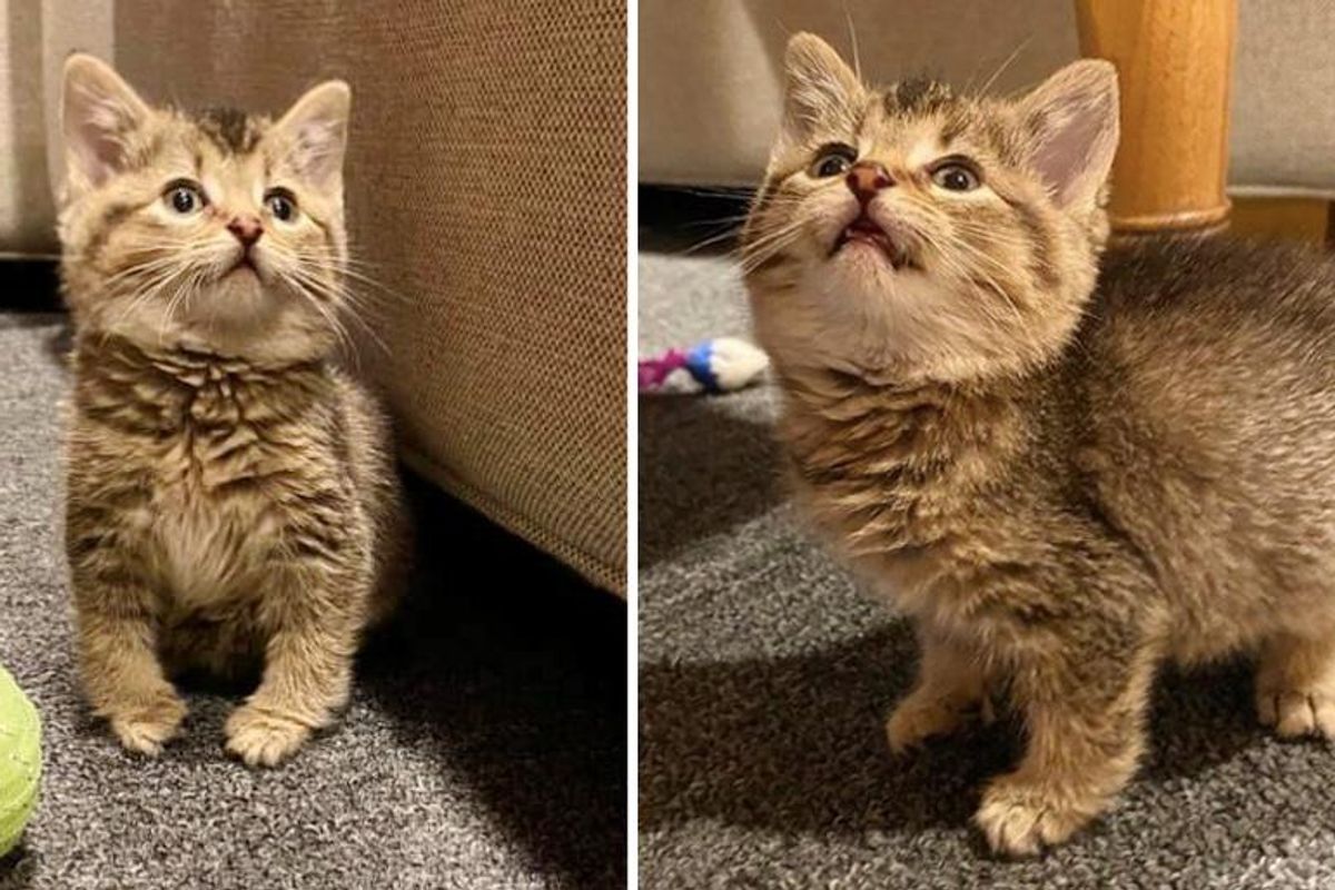 Kitten that Hops Like a Bunny, Turns into the Happiest Cat with Endearing Personality