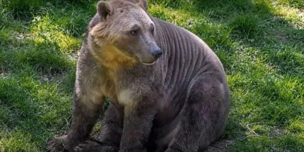The climate crisis has led to a strange new animal hybrid. Meet the 'pizzly  bear.' - Upworthy