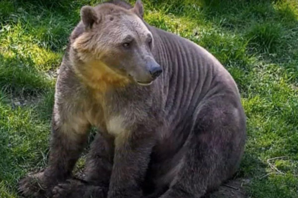 The climate crisis has led to a strange new animal hybrid. Meet the 'pizzly bear.'