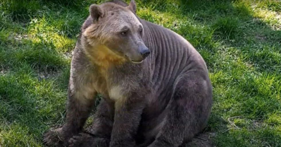 The climate crisis has led to a strange new animal hybrid. Meet the 'pizzly  bear.' - Upworthy