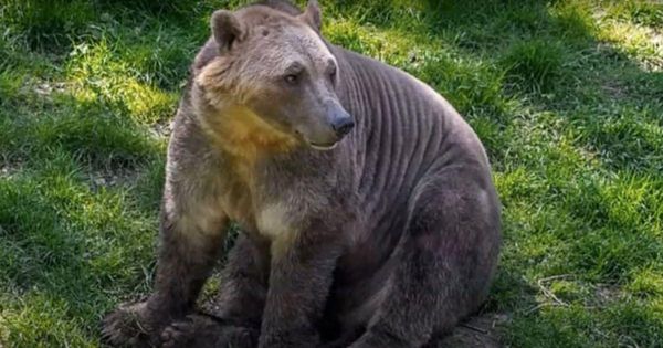 Hunters report concerning uptick in grizzly bear sightings: 'Something  pretty big is going on and we don't know why