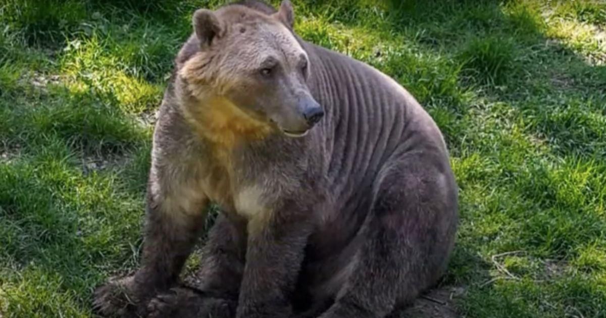 The climate crisis has led to a strange new animal hybrid. Meet the 'pizzly bear.'