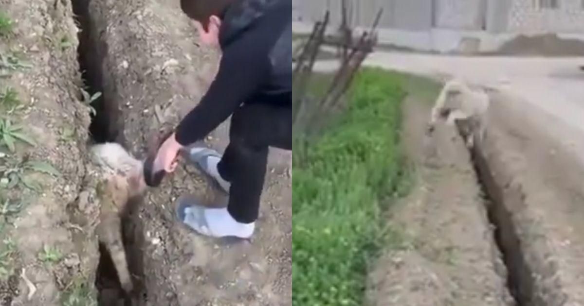 Kids Pull Stuck Sheep Out Of Narrow Trench Only For It To Accidentally Jump Right Back In