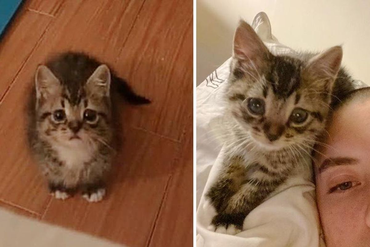 Kitten Who Showed Up at Apartment and Made it His Home, Has Grown to Be a Boss Cat