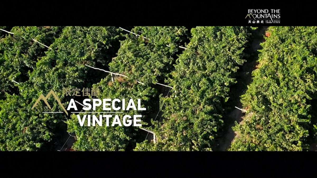 Il documentario di Cctv dallo Xinjiang - Un'annata speciale per il vino