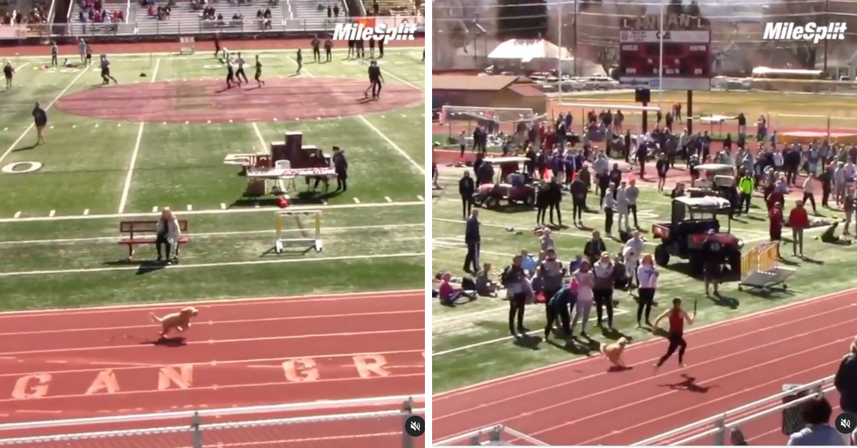 Dog Crashes Utah Track Meet And Chases Down Sprinter To Win Race As Crowd Roars In Viral Video