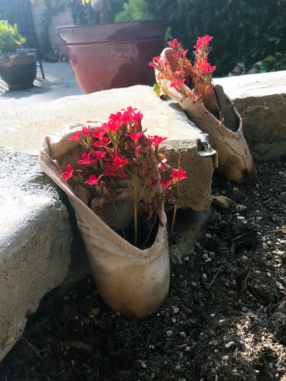A pair of pointe shoes stand upright in dirt, leaning against a curb, with pink flowers sprouting out of them.