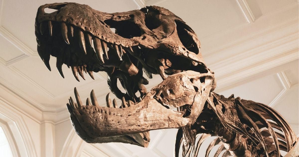 Terrifying Tyrannosaurs were social creatures who hunted together