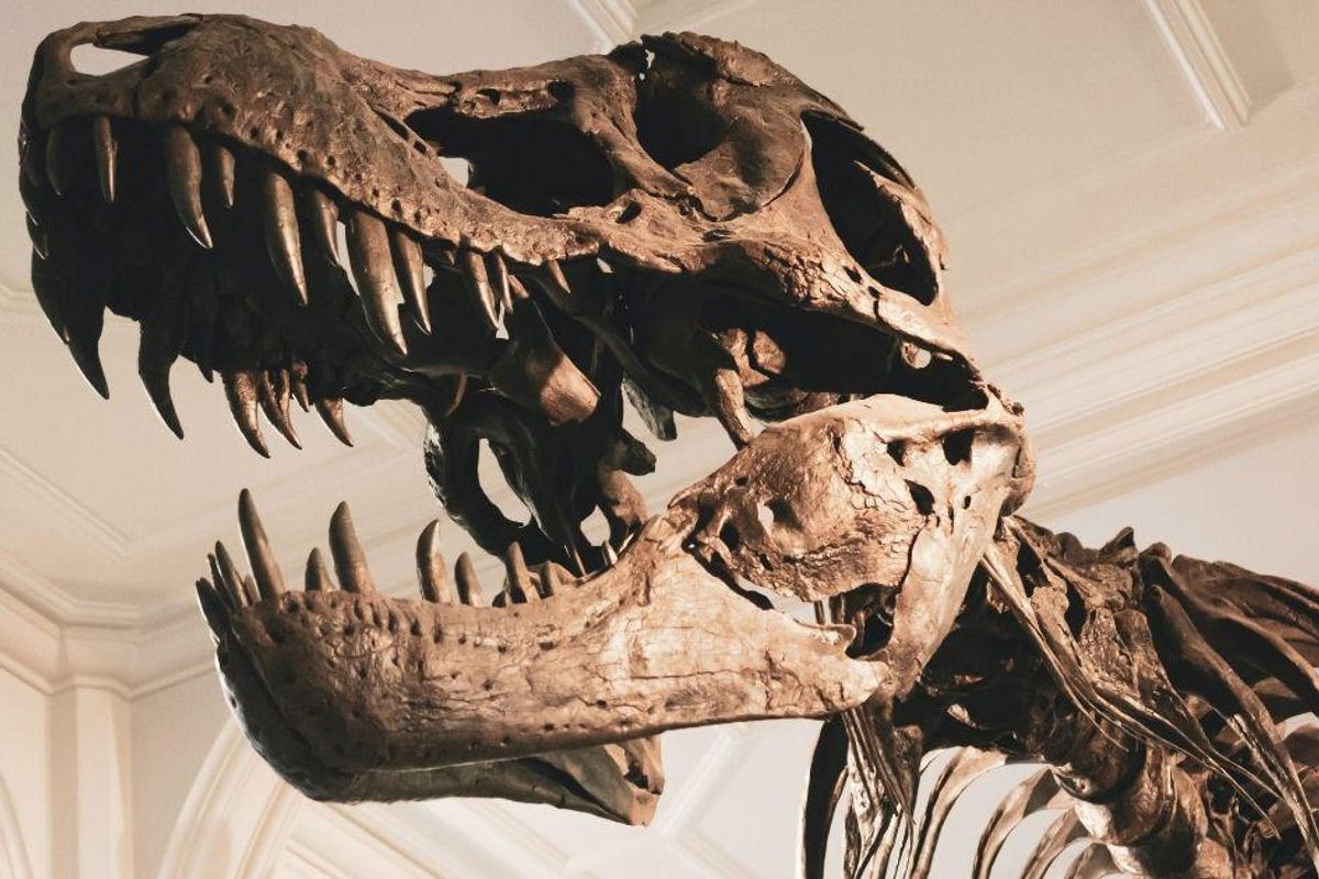 Terrifying Tyrannosaurs were social creatures who hunted together like wolves, new research says