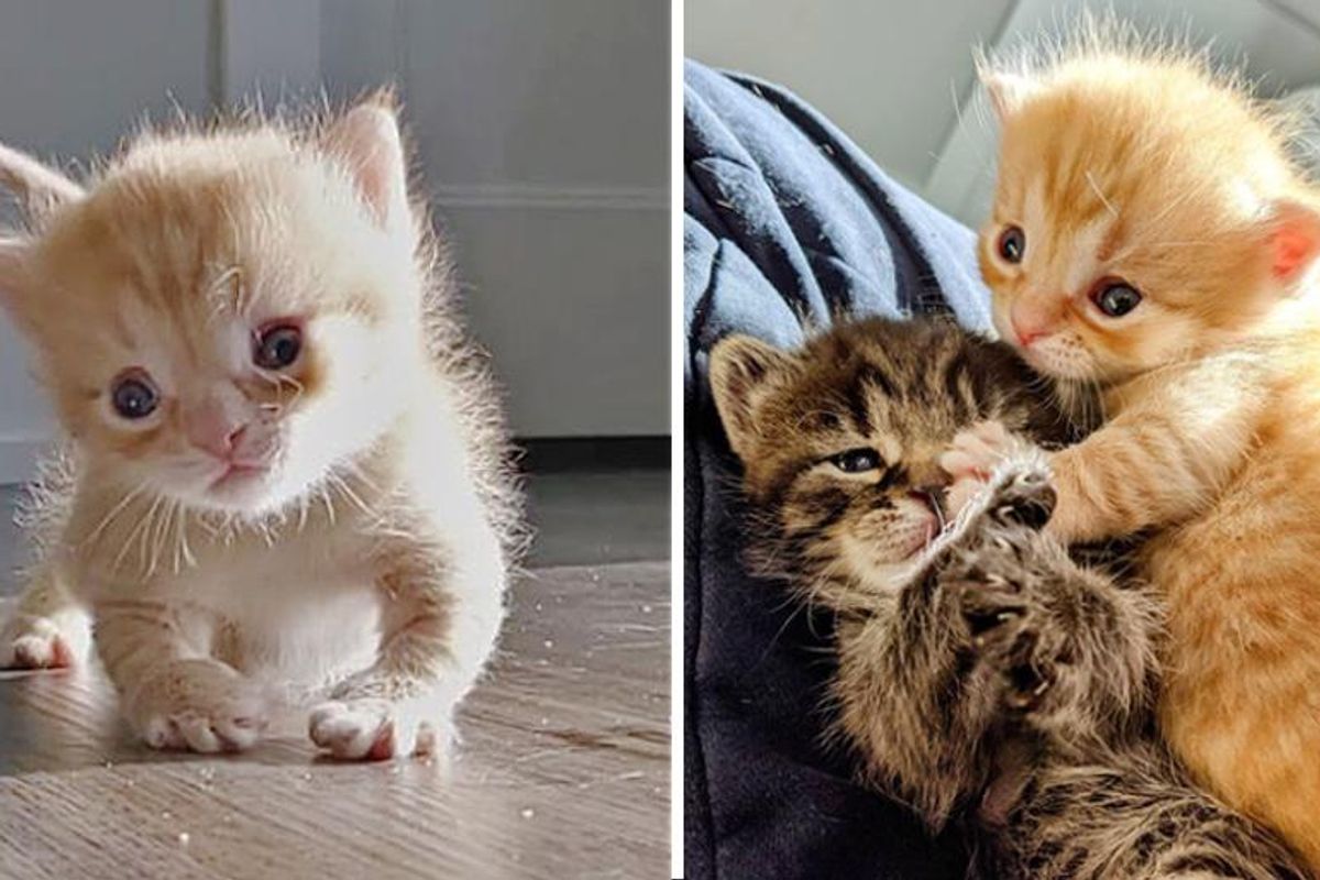 Kitten Who Has Strong Will to Live, is Determined to Do Everything Just Like Any Other Cat