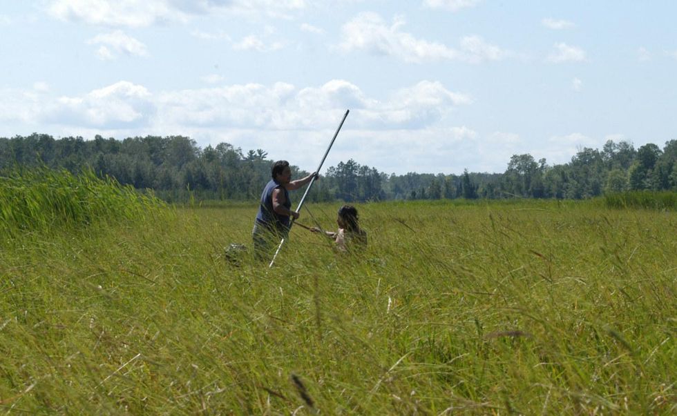 Wild rice Great lakes tribes