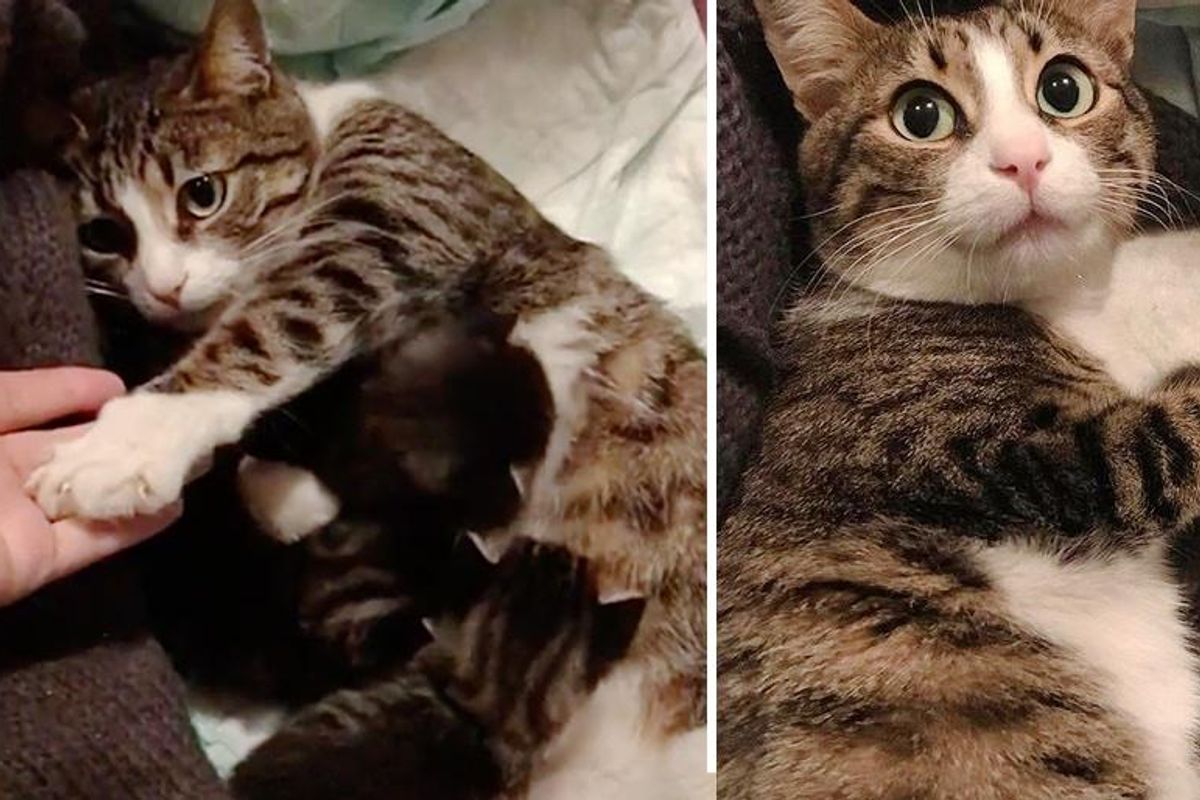 Cat Came into Woman's Life with Her Kittens After Years on the Streets, and Decided to Stay Forever