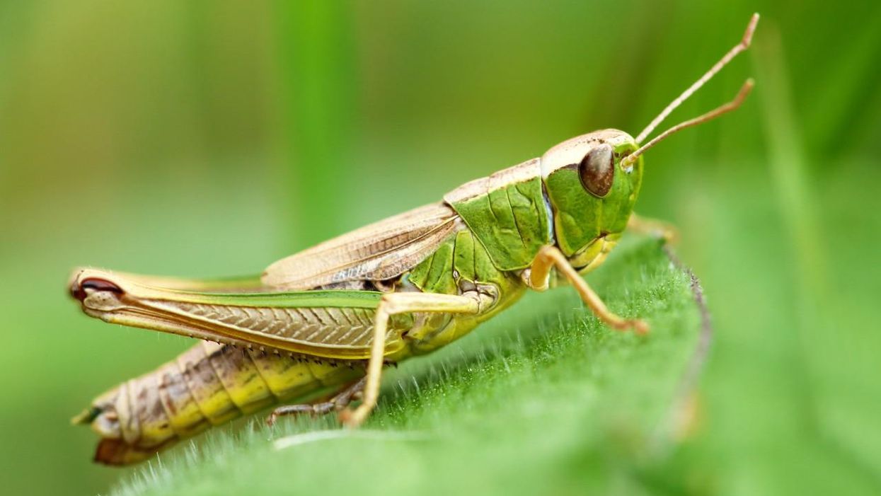 Grasshopper