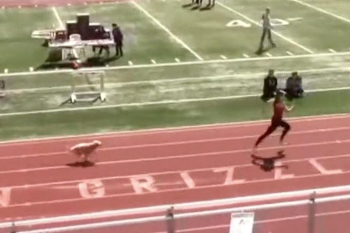 A lightning-fast dog snuck onto a high school track and raced past the competition