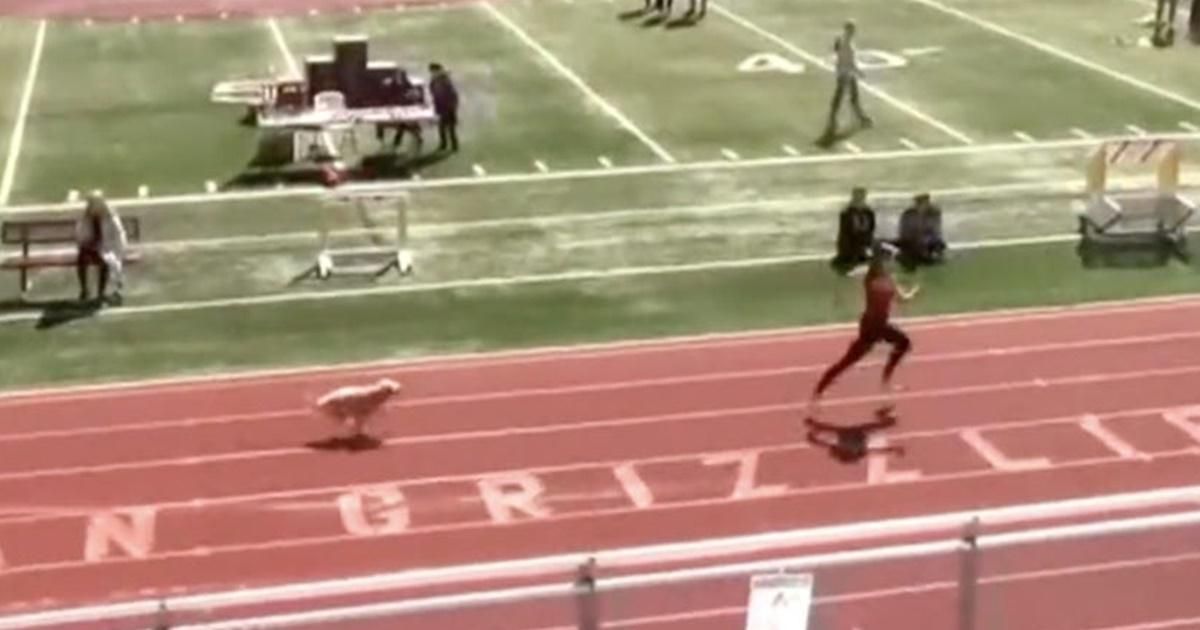 A lightning-fast dog snuck onto a high school track and raced past the competition