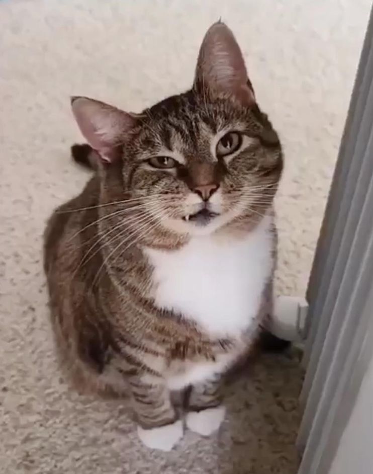 super cute but angry cat, portrait, face symmetry