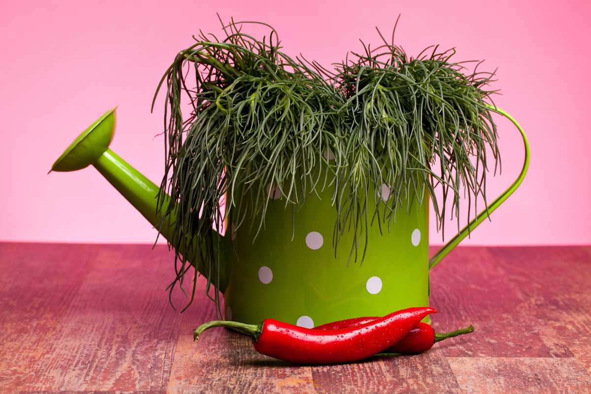 Salato naturale: è la stagione degli agretti, le verdure che vivono al mare