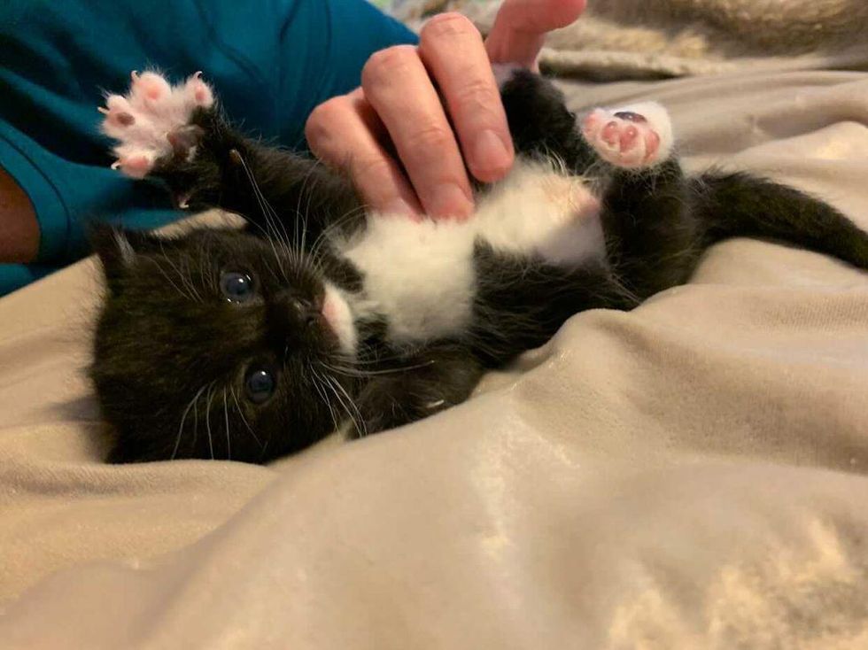 Kitten Found By Residents Who Heard Her Meows During Downpour Now Has A Lot To Say Love Meow - codes for animal rescue roblox 2021