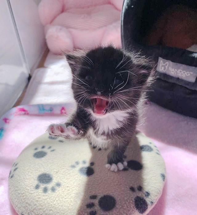 vocal, talking cat, tuxedo kitten, paws