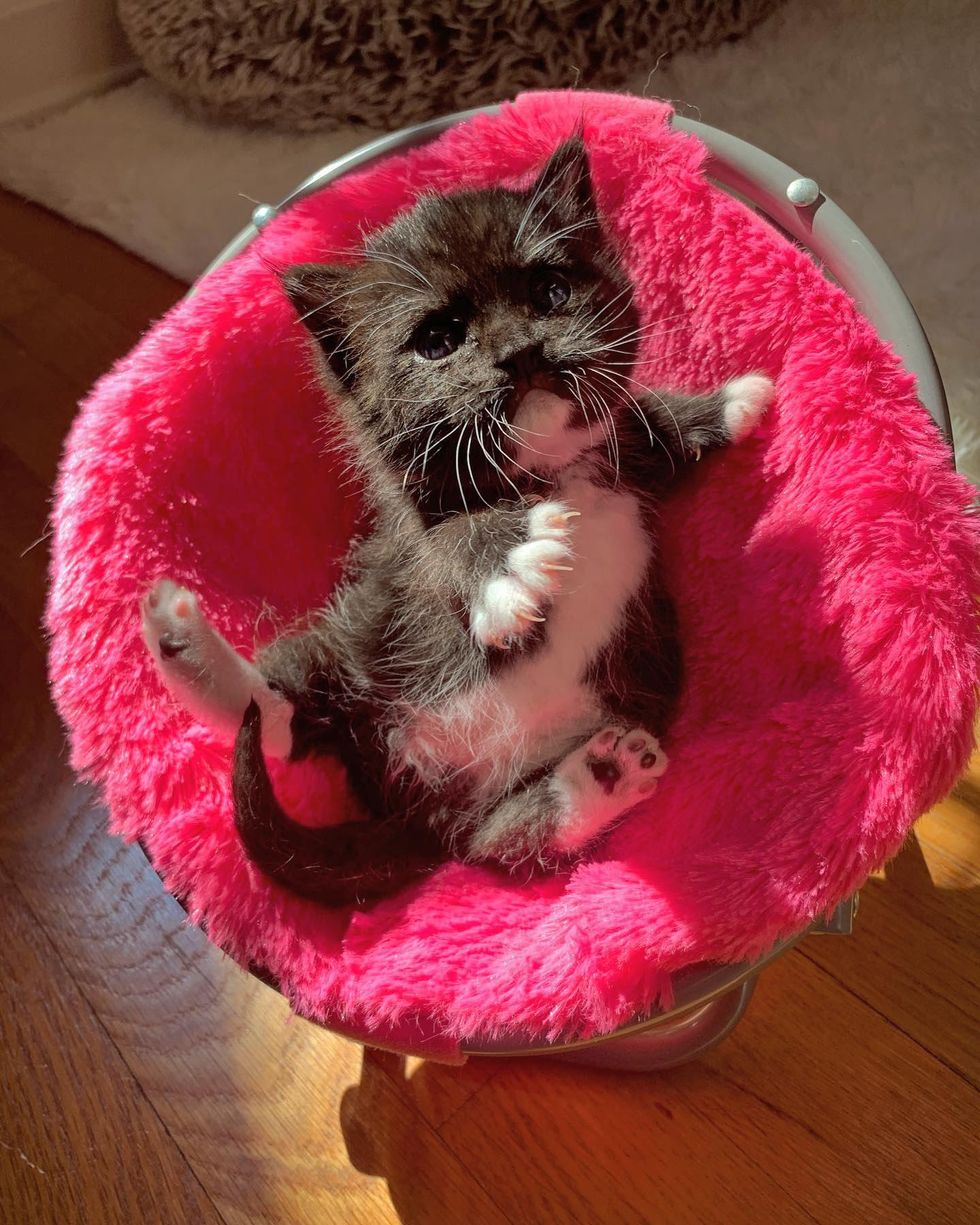 tuxedo kitten, pink chair, cute