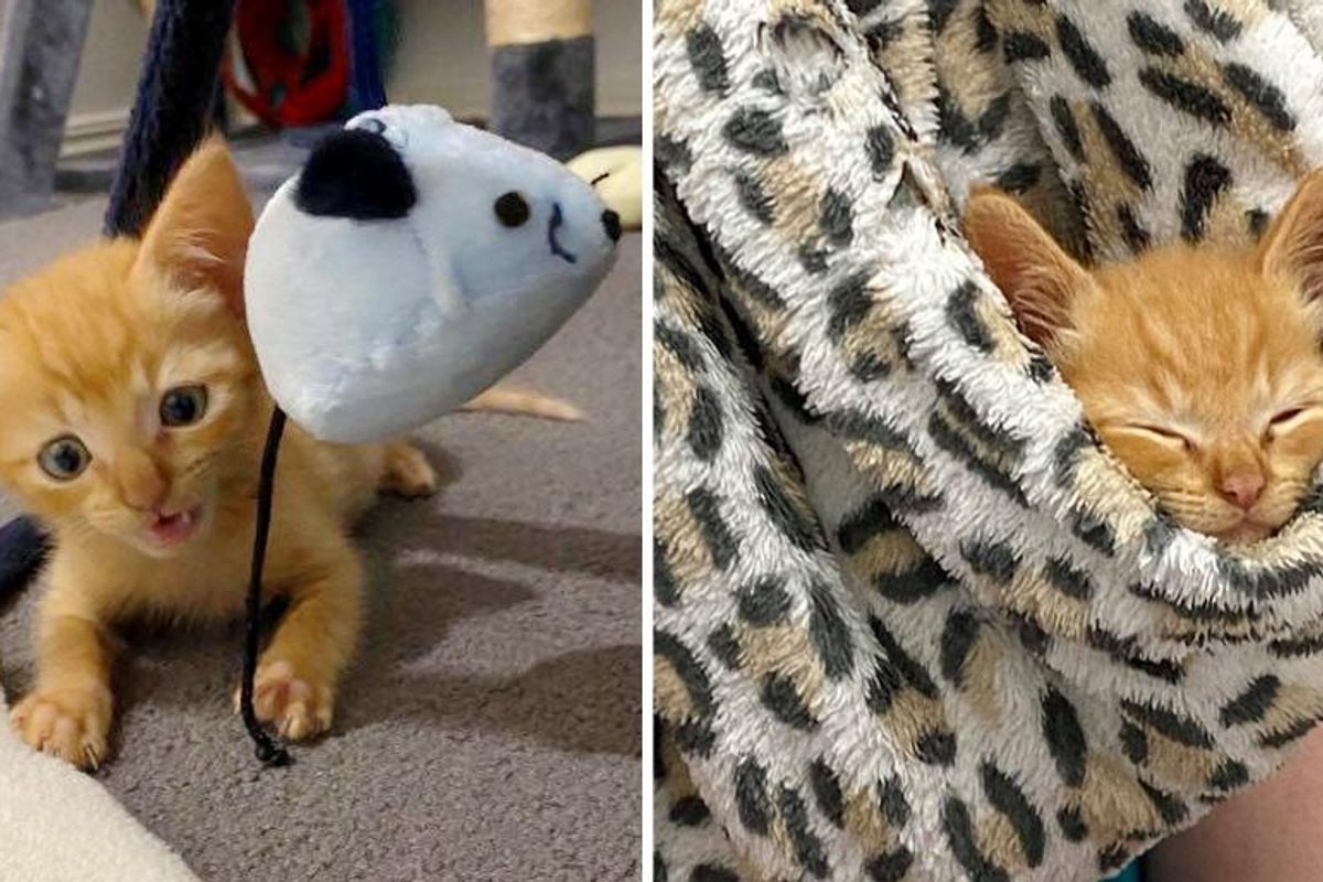 Kitten With Big Ears And Small Frame Really Transforms With Help Of Kind People And 2 Other Cats Love Meow Kitten With Big Ears And Small Frame Really Transforms With Help Of Kind People And 2 Other Cats Love Meow