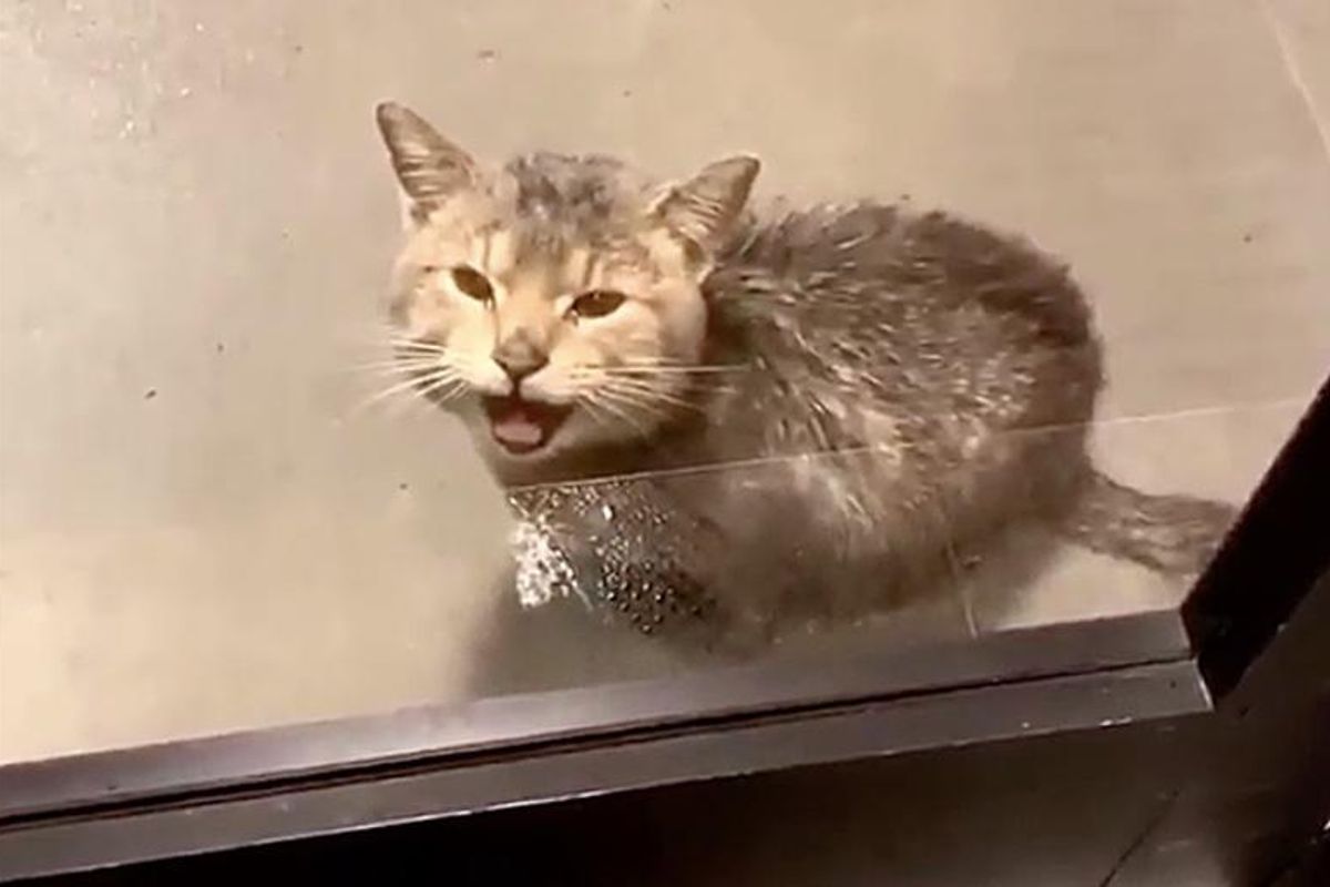 Cat Showed Up at the Door of Workplace and Asked to Be Let Inside from the Rain