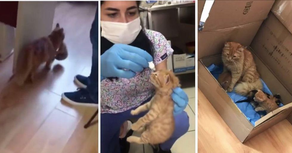 Mama cat rushed her kitten with an eye infection into a hospital and 'asked for help'