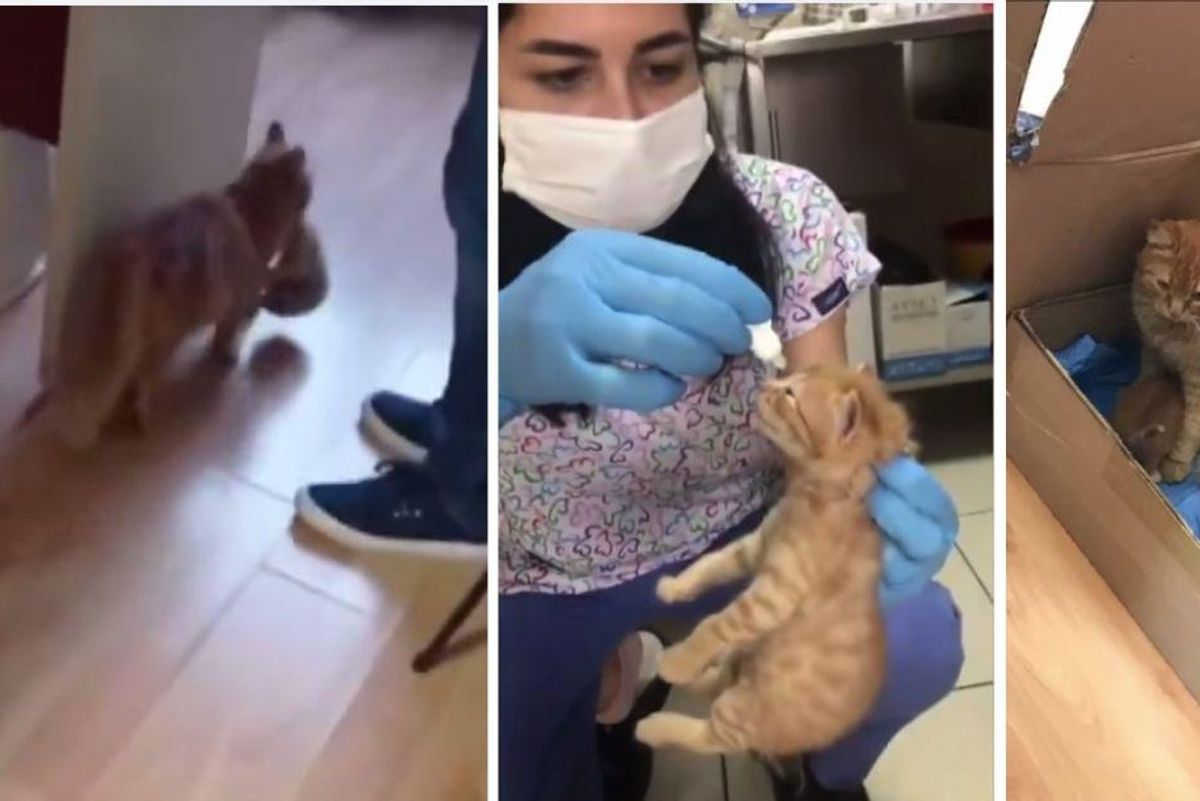 Mama cat rushed her kitten with an eye infection into a hospital and 'asked for help'