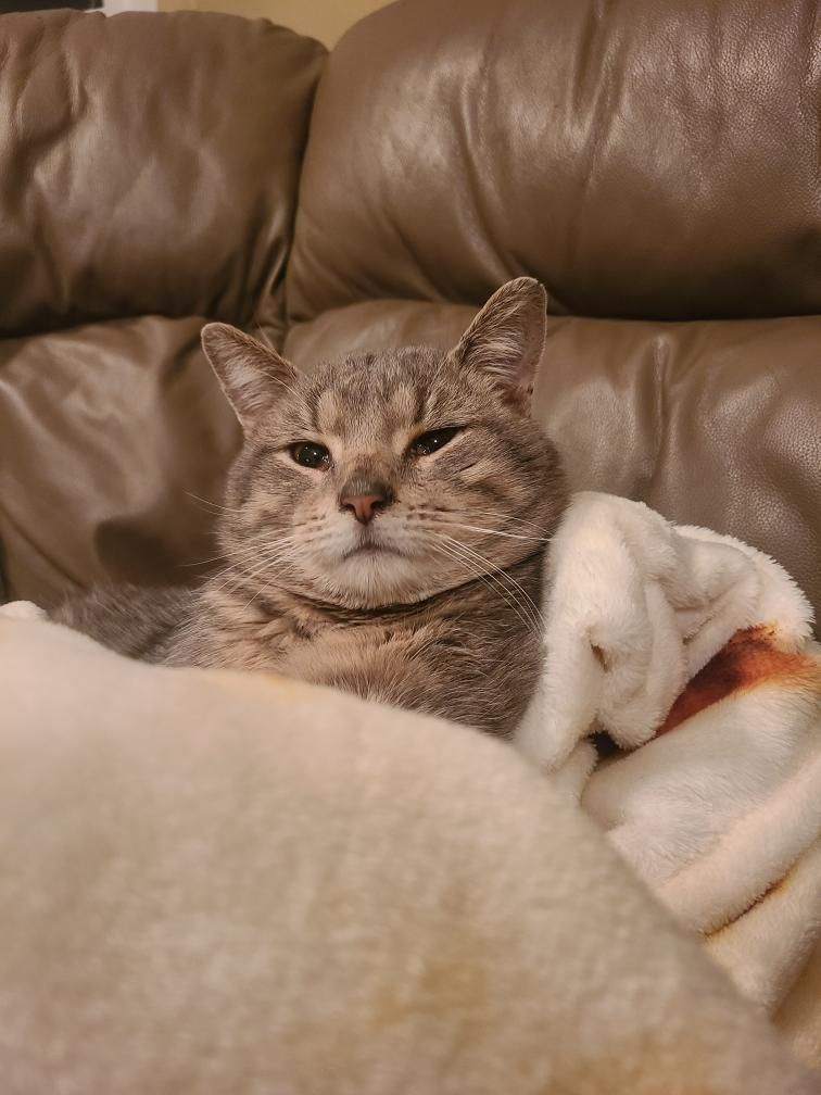 Cat Showed Up at the Door of Workplace and Asked to Be Let Inside 