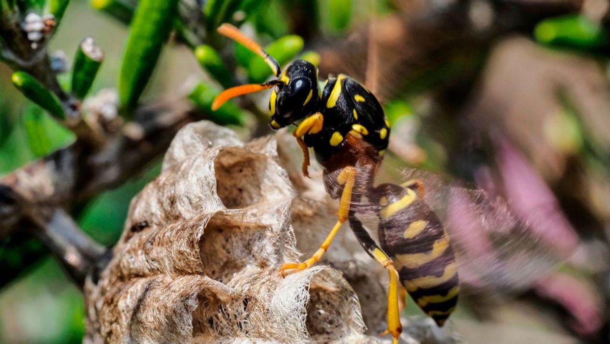 Paper wasp buzzes on top of nest