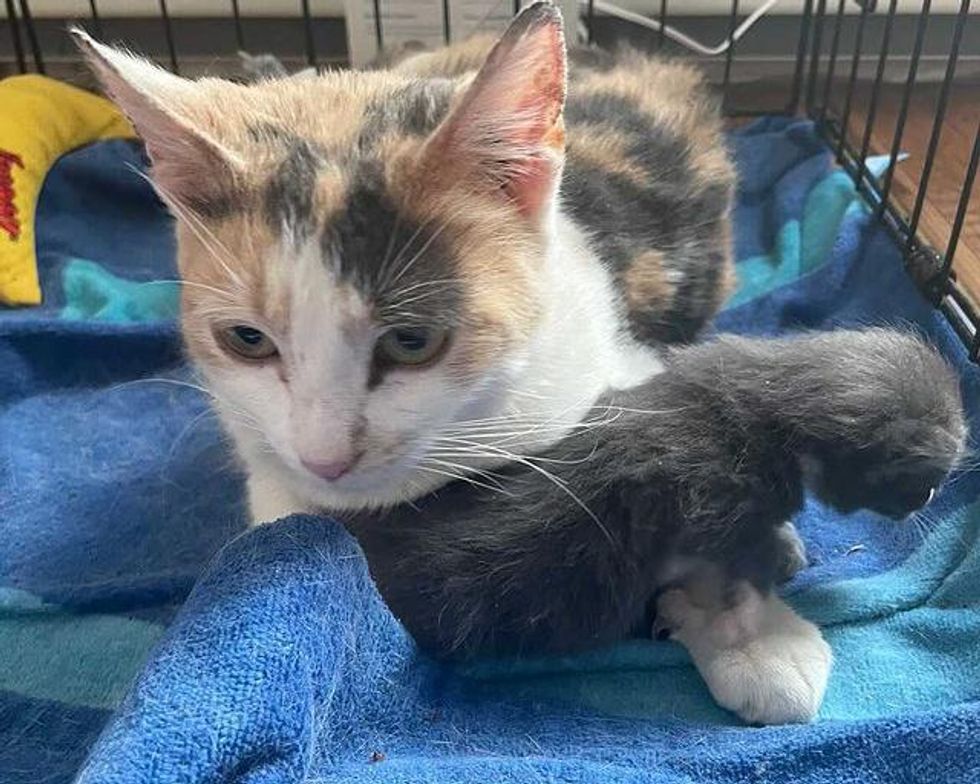 Kitten Waits With Cat Mom in Outdoor Shelter Till Someone Finds Them ...