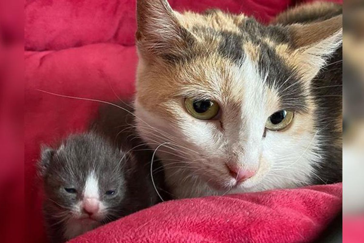Kitten Waits With Cat Mom in Outdoor Shelter Till Someone Finds Them and Turns Their Lives Around