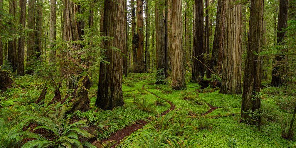 An Old-growth and Lush Taiga Forest Near Kuusamo Stock Photo - Image of  green, plants: 204191850