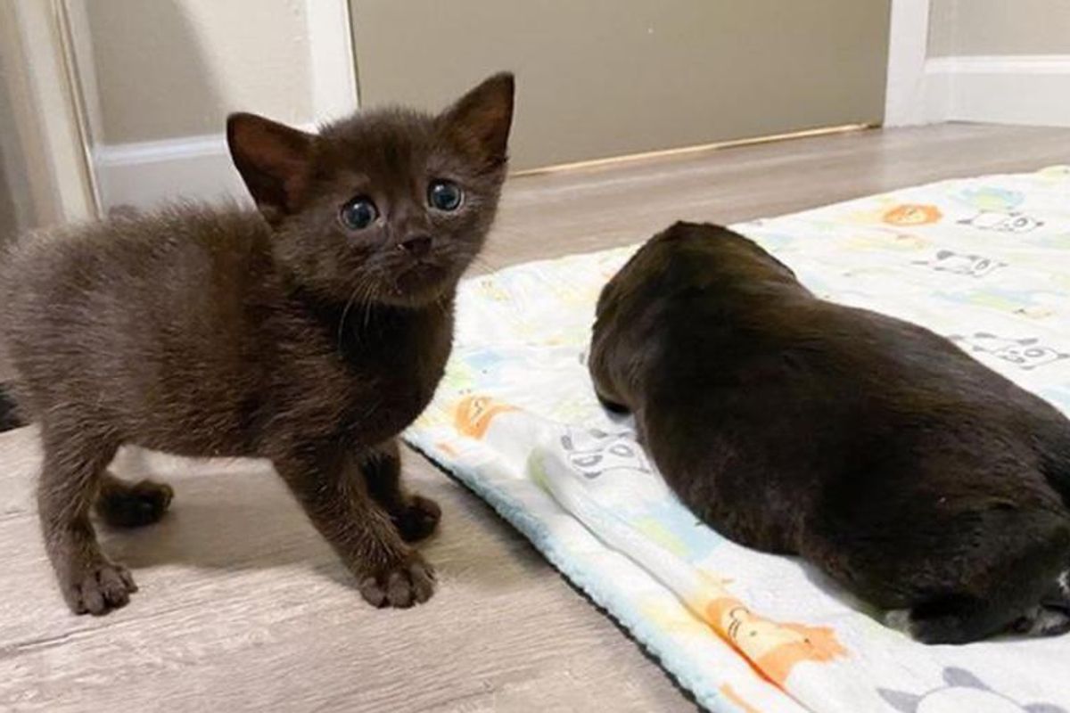 Kitten Discovers Strange Looking "Cat" in Nursery and They Turn into Unexpected Friends
