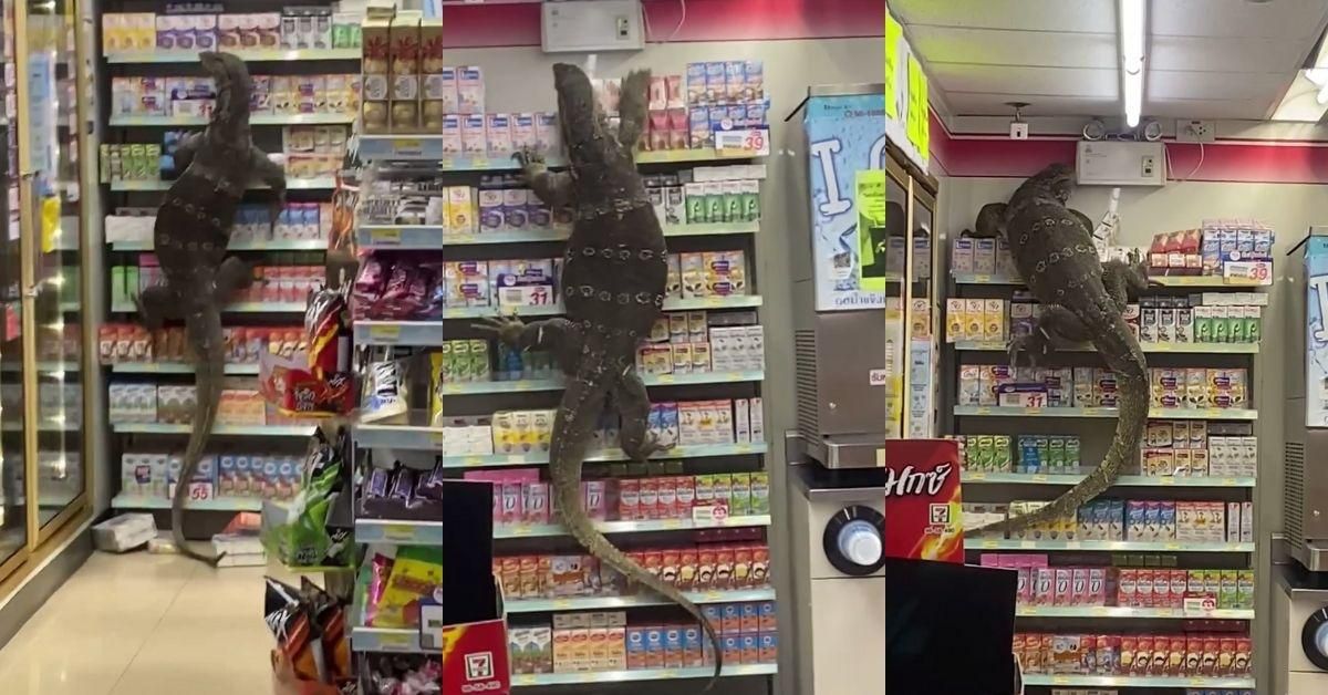 Giant Lizard Scales Shelves At 7-11 As Panicked Onlookers Scream—And Becomes An Instant Icon