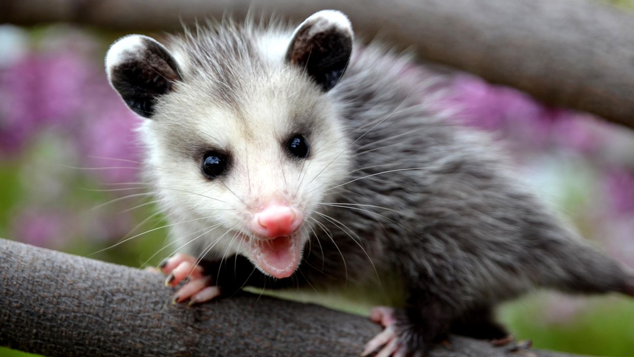 14 opossum facts you may not know