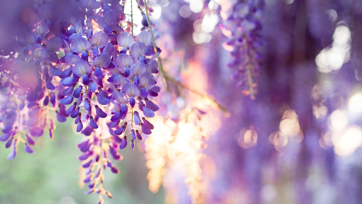 Purple wisteria