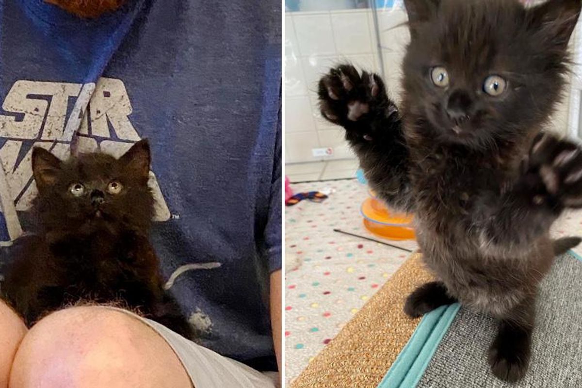 Kitten Hops into the Laps of Family that Took Him in, and Determined to Get What He Wants with His Own Paws