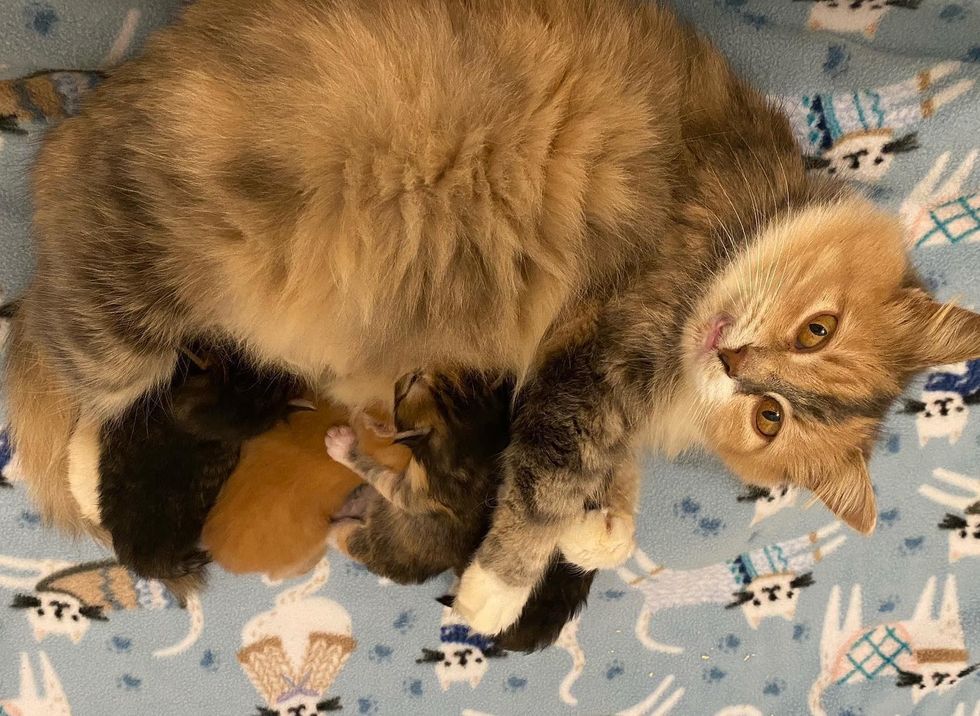 nursing cat mom, sweet cat